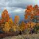 Aspen trees on the hillside