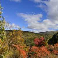 Autumn and tree colors with skies