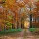 Autumn Forest Walking Path