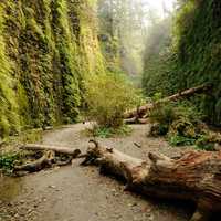 Beautiful Fern Canyon