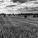 Black and White farmland landscape with hay bales