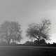 Black and white trees in the fog