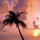 Canoe next to palm tree during sunset