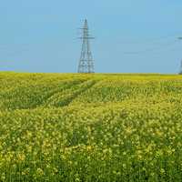 Canola field with Telephone towers