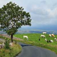 Cattle grazing in the landscape