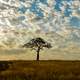 Clouds over the tree in the landscape