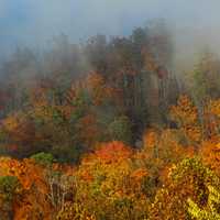 Colored autumn trees and leaves in the fog