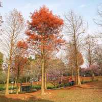 Colorful Trees and Landscape in Park