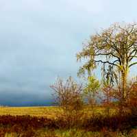 Countryside landscape with trees