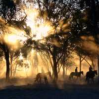 Cowboys in the landscape with light exploding from the trees