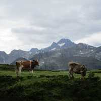 Cows grazing near the Mountain