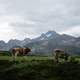 Cows grazing near the Mountain