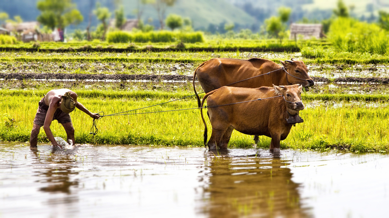 work tasks in farm operations