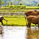 Cows pulling man doing farm work