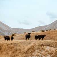 Cows standing and grazing in the hills