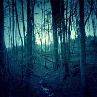 Dark Forest Landscape