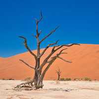 Dry tree in the desert dunes