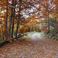 Fall foliage colors on the trees and ground