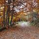 Fall foliage colors on the trees and ground