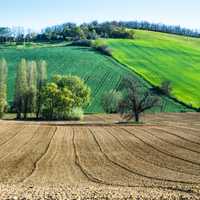 Farm landscape with trees