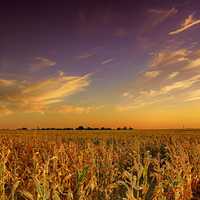 Farm and cornstalks landscape