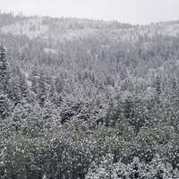 Snow on pine trees