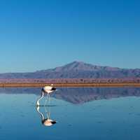 Flamingo feeding and wading in the water