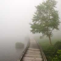 Fog on the water and wooden trail with tree