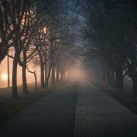 Foggy Walkway through a Corridor of Trees