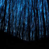 Forest and trees at night in the darkness