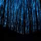 Forest and trees at night in the darkness