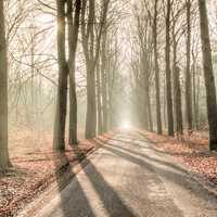 Forest Path with light shining through