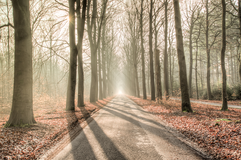 Light Shining on Path