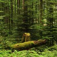 Forest with felled tree in the middle