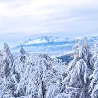 Frozen Winter Forest landscape