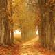 Golden Path in Autumn between the trees