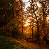Golden Sunset in the forest among the trees