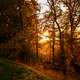 Golden Sunset in the forest among the trees
