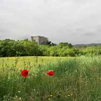 Green field with castle in the distance and flowers