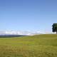 Green meadow with tree landscape