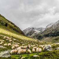 Herd and Pasture with Sheep and mountains landscape