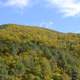 Hill full of trees