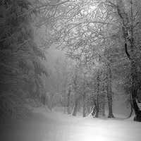 Icy winter forest corridor