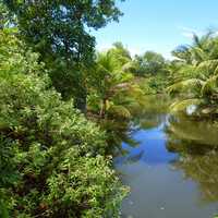 Landscape of the Mangrove Swamp