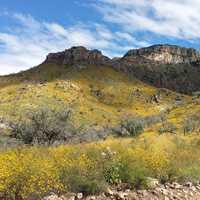 Landscape of the mountains and hills with yellow flowers