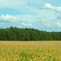 Landscape with Farm field and sky