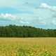 Landscape with Farm field and sky