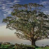 Landscape with large tree in the middle