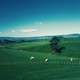 Landscape with Sheep and Green farms