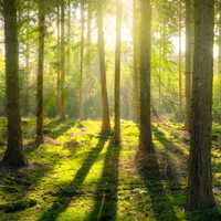 Light shining through the trees in the forest